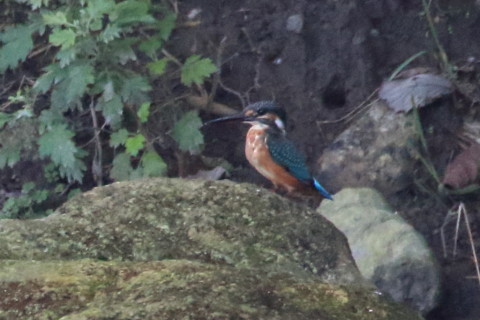 トリミング 2016/10月 SIGMA150-600C+7D2 焦点距離600mm F8 ss1/500 ISO3200 Case3