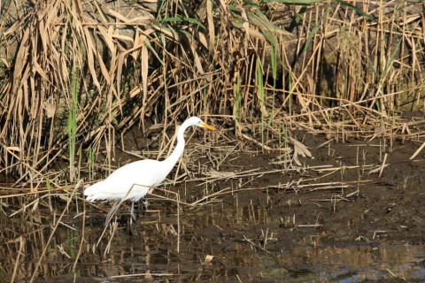 2016/10月 SIGMA150-600C+7D2 焦点距離600mm F8 ss1/400 ISO200