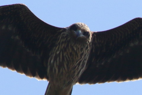トリミング　2016/10月 SIGMA150-600C+7D2 焦点距離600mm F8 ss1/1600 ISO400 Case3