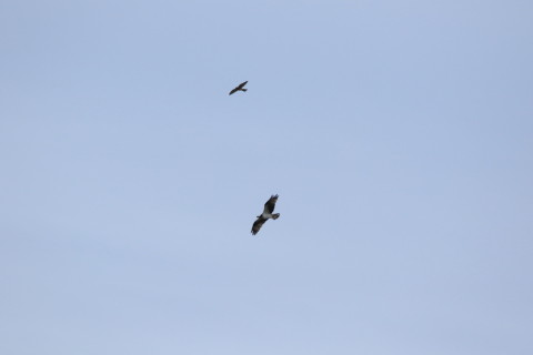 トリミング 2016/10月 SIGMA150-600C+7D2 焦点距離600mm F8 ss1/2000 ISO500 Case3