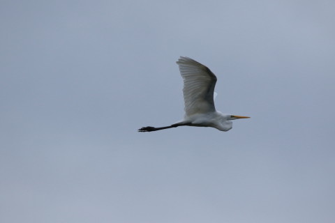 2016/10月 SIGMA150-600C+7D2 焦点距離531mm F8 ss1/2000 ISO500 Case3