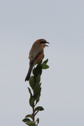 トリミング 2016/10月 SIGMA150-600C+7D2 焦点距離600mm F8 ss1/1250 ISO400