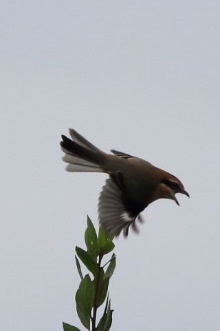 トリミング 2016/10月 SIGMA150-600C+7D2 焦点距離600mm F8 ss1/1250 ISO400 Case3