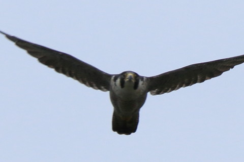 トリミング 2016/10月 SIGMA150-600C+7D2 焦点距離600mm F8 ss1/1000 ISO200 Case3