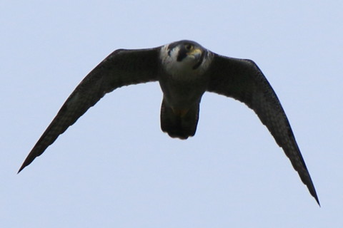 トリミング 2016/10月 SIGMA150-600C+7D2 焦点距離600mm F8 ss1/1000 ISO200 Case3