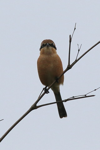 トリミング 2016/10月 SIGMA150-600C+7D2 焦点距離600mm F8 ss1/1600 ISO320