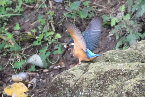 トリミング 2016/10月 SIGMA150-600C+7D2 焦点距離600mm F8 ss1/800 ISO3200 Case3