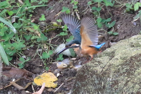 トリミング 2016/10月 SIGMA150-600C+7D2 焦点距離600mm F8 ss1/640 ISO2500 Case3