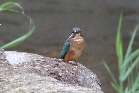 トリミング 2016/10月 SIGMA150-600C+7D2 焦点距離600mm F8 ss1/640 ISO1250