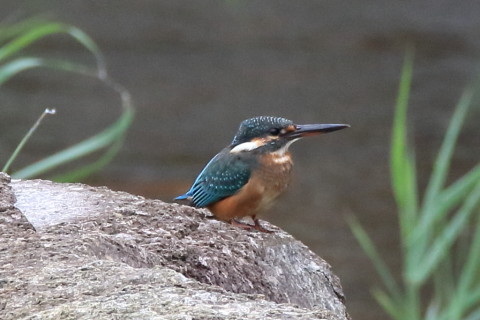 トリミング 2016/10月 SIGMA150-600C+7D2 焦点距離600mm F8 ss1/640 ISO1250