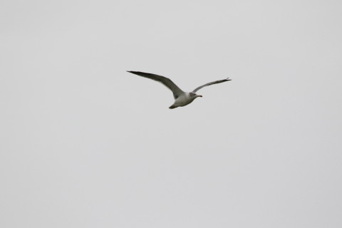 2016/10月 SIGMA150-600C+7D2 焦点距離600mm F8 ss1/320 ISO1600 Case3