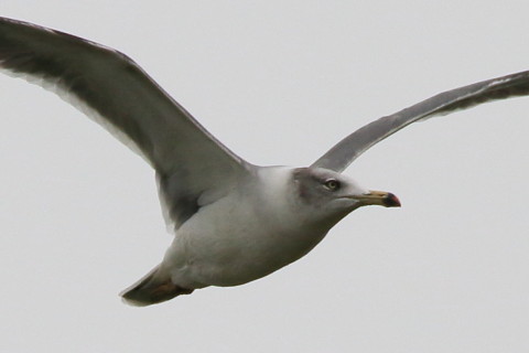 トリミング 2016/10月 SIGMA150-600C+7D2 焦点距離600mm F8 ss1/320 ISO1600 Case3