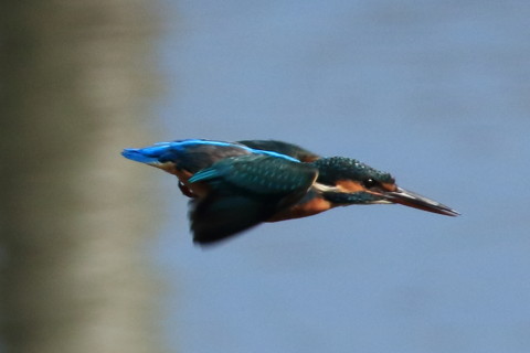 トリミング 2016/10月 SIGMA150-600C+7D2 焦点距離600mm F8 ss1/2000 ISO640 Case3