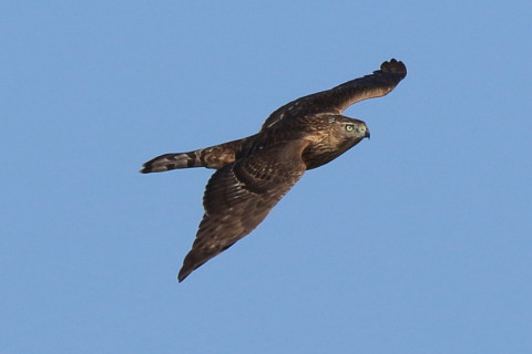 トリミング 2016/10月 SIGMA150-600C+7D2 焦点距離600mm F8 ss1/1250 ISO250 Case3