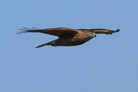 トリミング 2016/10月 SIGMA150-600C+7D2 焦点距離600mm F8 ss1/1250 ISO250 Case3