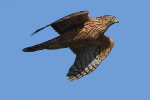トリミング 2016/10月 SIGMA150-600C+7D2 焦点距離600mm F8 ss1/1250 ISO250 Case3
