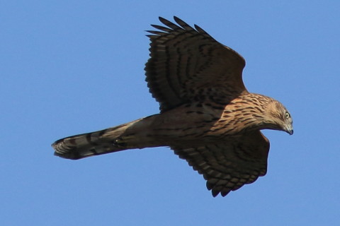 トリミング 2016/10月 SIGMA150-600C+7D2 焦点距離600mm F8 ss1/1250 ISO250 Case3