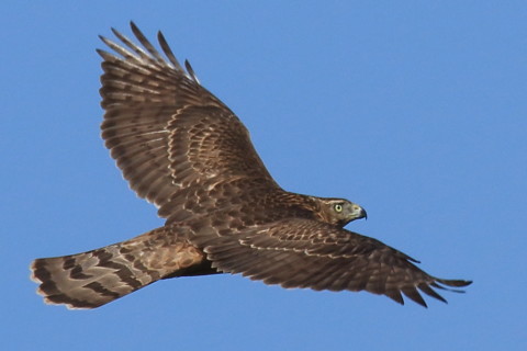 トリミング 2016/10月 SIGMA150-600C+7D2 焦点距離600mm F8 ss1/1250 ISO250 Case3