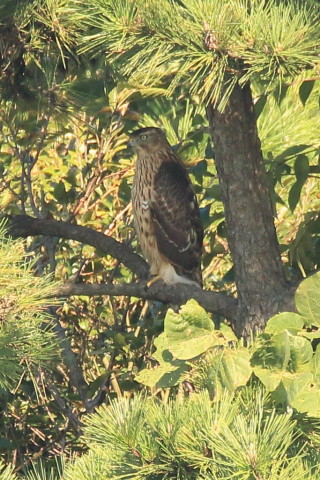 トリミング 2016/10月 SIGMA150-600C+7D2 焦点距離600mm F8 ss1/500 ISO400