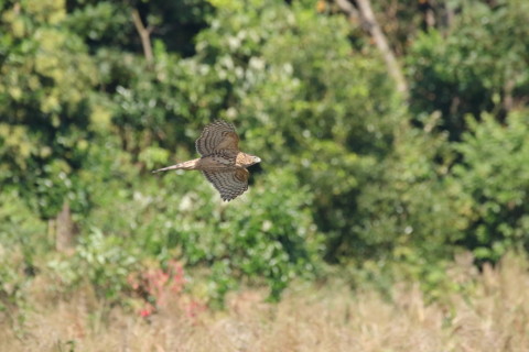 2016/10月 SIGMA150-600C+7D2 焦点距離600mm F8 ss1/3200 ISO2500 Case3