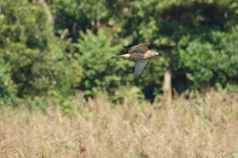 2016/10月 SIGMA150-600C+7D2 焦点距離600mm F8 ss1/3200 ISO2500 Case3