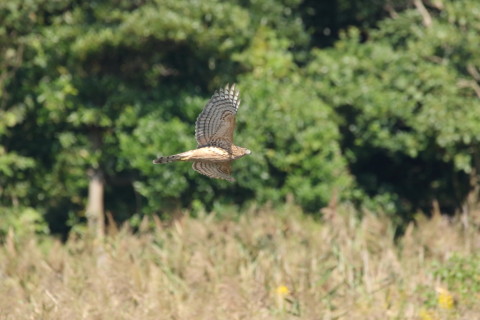 2016/10月 SIGMA150-600C+7D2 焦点距離600mm F8 ss1/3200 ISO2500 Case3