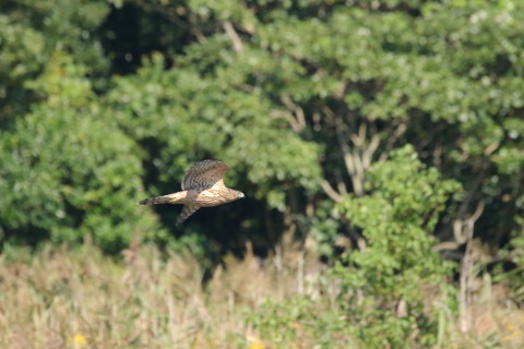 2016/10月 SIGMA150-600C+7D2 焦点距離600mm F8 ss1/3200 ISO2500 Case3