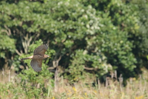 2016/10月 SIGMA150-600C+7D2 焦点距離600mm F8 ss1/3200 ISO2500 Case3