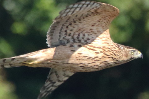 トリミング 2016/10月 SIGMA150-600C+7D2 焦点距離600mm F8 ss1/3200 ISO2500 Case3