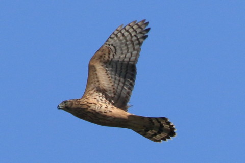 トリミング 2016/10月 SIGMA150-600C+7D2 焦点距離600mm F8 ss1/1600 ISO400 Case3