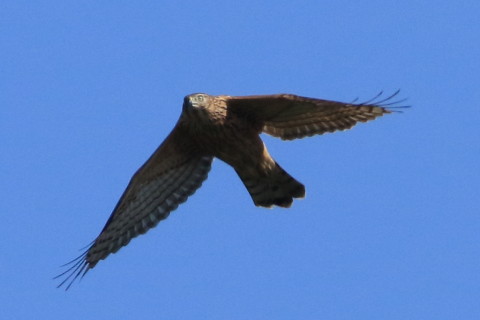 トリミング 2016/10月 SIGMA150-600C+7D2 焦点距離600mm F8 ss1/2500 ISO640 Case3