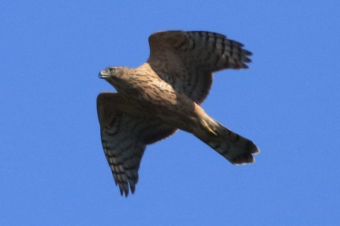 トリミング 2016/10月 SIGMA150-600C+7D2 焦点距離600mm F8 ss1/2500 ISO640 Case3