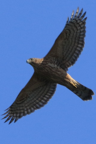 トリミング 2016/10月 SIGMA150-600C+7D2 焦点距離600mm F8 ss1/2500 ISO640 Case3