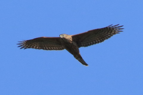 トリミング 2016/10月 SIGMA150-600C+7D2 焦点距離600mm F8 ss1/2500 ISO640 Case3