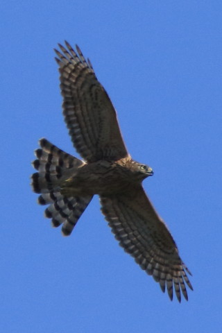 トリミング 2016/10月 SIGMA150-600C+7D2 焦点距離600mm F8 ss1/2500 ISO640 Case3
