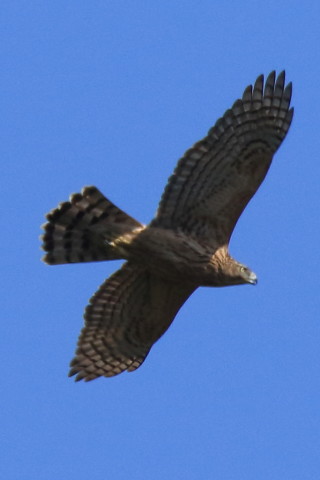 トリミング 2016/10月 SIGMA150-600C+7D2 焦点距離600mm F8 ss1/2500 ISO640 Case3