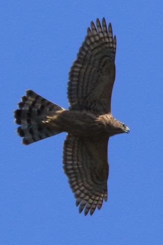 トリミング 2016/10月 SIGMA150-600C+7D2 焦点距離600mm F8 ss1/2500 ISO640 Case3