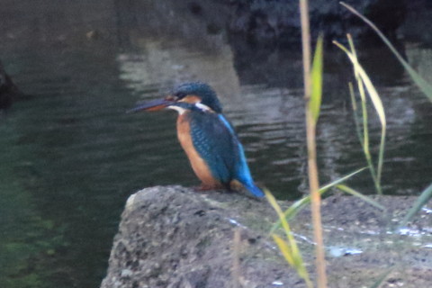 トリミング 2016/10月 SIGMA150-600C+7D2 焦点距離600mm F8 ss1/500 ISO3200