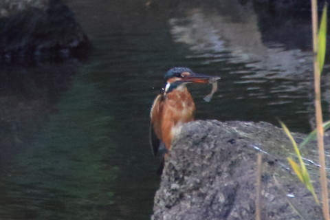 トリミング 2016/10月 SIGMA150-600C+7D2 焦点距離600mm F8 ss1/500 ISO2500