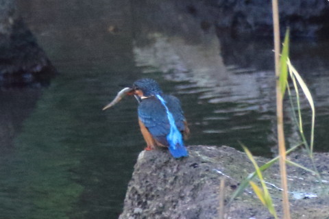 トリミング 2016/10月 SIGMA150-600C+7D2 焦点距離600mm F8 ss1/500 ISO3200