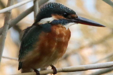トリミング 2016/10月 SIGMA150-600C+7D2 焦点距離600mm F8 ss1/1250 ISO3200