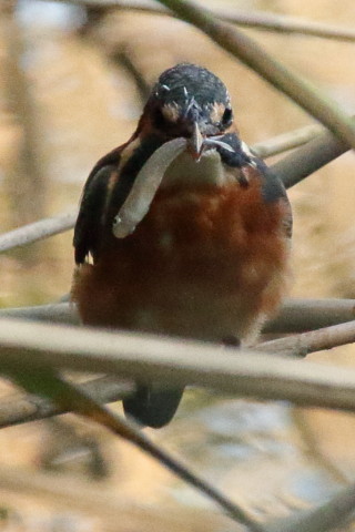 トリミング 2016/10月 SIGMA150-600C+7D2 焦点距離600mm F8 ss1/1250 ISO3200