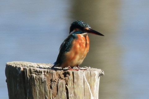 トリミング 2016/10月 SIGMA150-600C+7D2 焦点距離600mm F8 ss1/2000 ISO800