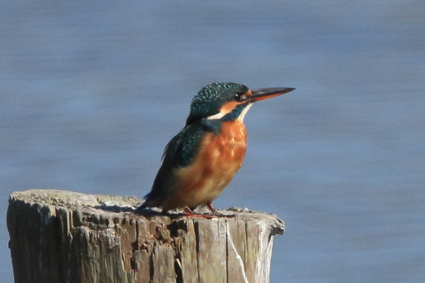 トリミング 2016/10月 SIGMA150-600C+7D2 焦点距離600mm F8 ss1/2000 ISO800