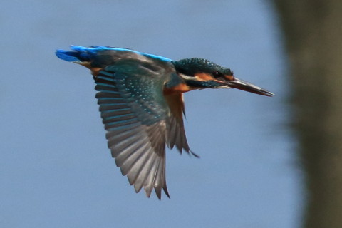 トリミング 2016/10月 SIGMA150-600C+7D2 焦点距離600mm F8 ss1/2000 ISO640 Case3