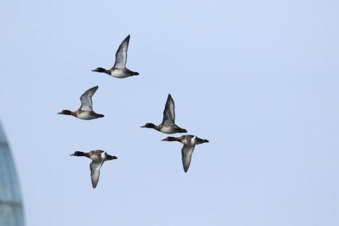 2016/10月 SIGMA150-600C+7D2 焦点距離600mm F8 ss1/1600 ISO400 Case3