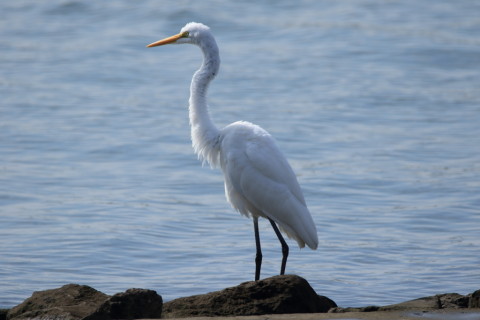2016/10月 SIGMA150-600C+7D2 焦点距離600mm F7.1 ss1/500 ISO100