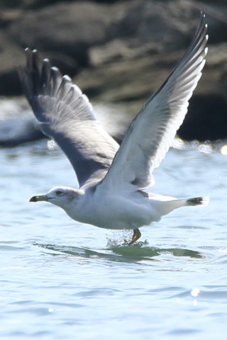 トリミング 2016/10月 SIGMA150-600C+7D2 焦点距離600mm F8 ss1/1250 ISO320 Case3