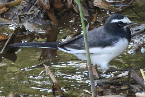 トリミング 2016/10月 SIGMA150-600C+7D2 焦点距離600mm F8 ss1/800 ISO3200