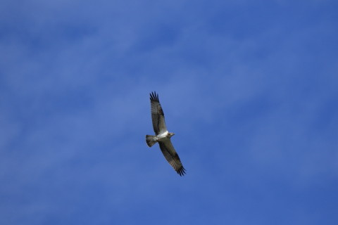 2016/10月 SIGMA150-600C+7D2 焦点距離600mm F8 ss1/2000 ISO500 Case3